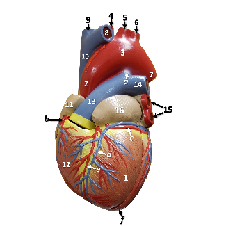Thumbnail image of a heart model, click to follow link and learn more about this structure