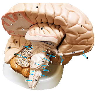 Inferolateral view of an anatomy brain model with structures labeled by letters and numbers
