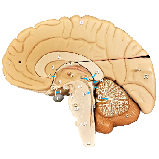 Sagittal view of an anatomy brain model with structures labeled by letters and numbers