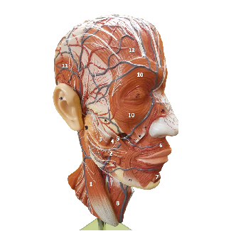 Thumbnail image of a musclular head model with structures labeled by letters and numbers