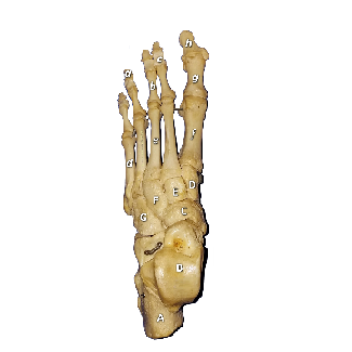 Thumbnail image of a bone model, click to follow link and learn more about this structure