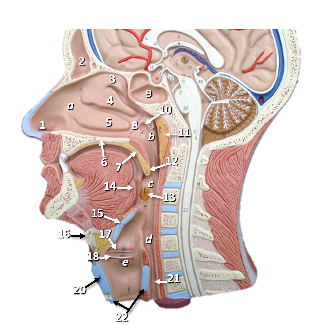 Thumbnail image of a sagittal section head model with structures labeled by letters and numbers