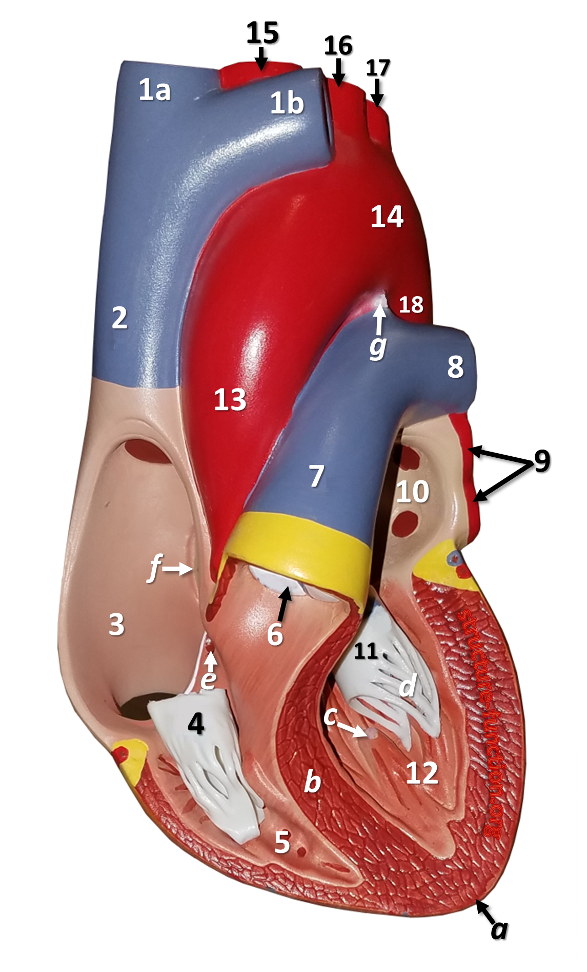 Frontal section of an anatomy heart model with structures labeled by letters and numbers