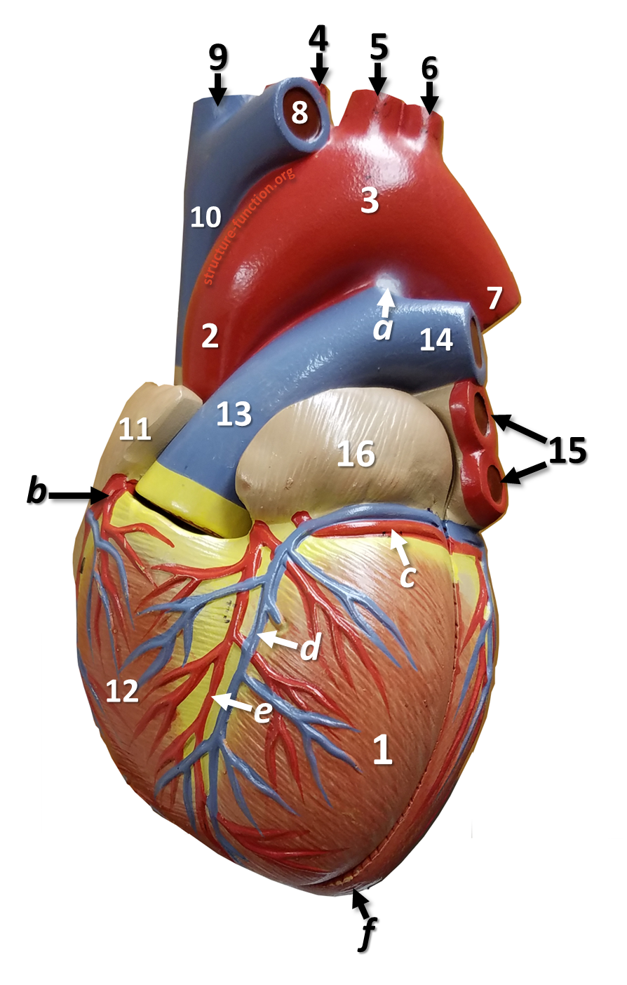 Anterior view of an anatomy heart model with structures labeled by letters and numbers