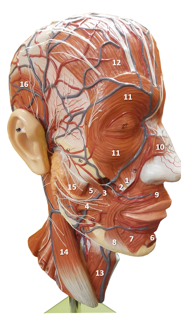 Image of a muscular head model with various muscles labeled by numbers