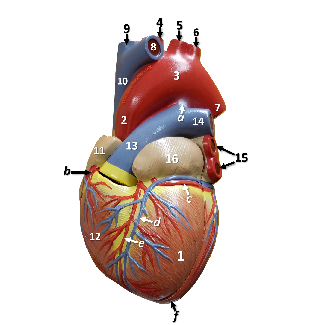 Anterior view of an anatomy heart model with structures labeled by letters and numbers