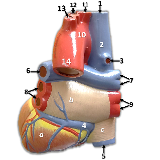 Posterior view of an anatomy heart model with structures labeled by letters and numbers