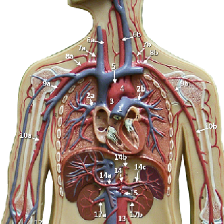 View of a blood vessel plaque model with structures labeled by letters and numbers