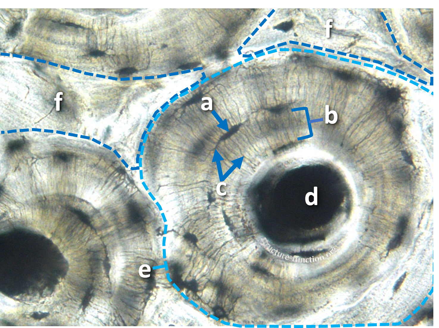 Picture of a tissue sample with a bracketed structure (e) composed of concentric layers (b) arranged around a central tunnel-like structure (d)