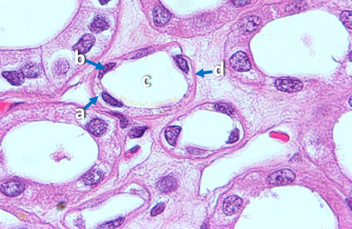 Picture of a tissue sample with arrows pointing to a ring of structures surrounding an open space indicated by the letter 'a'