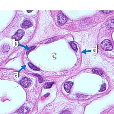 Thumbnail image of epithelial tissue, click to follow link and learn more about this tissue type