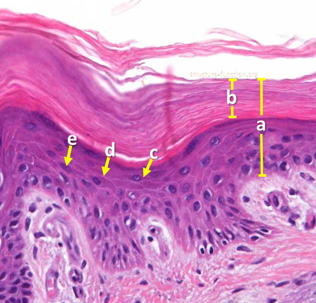 Picture of a tissue sample with arrows pointing to structures found in a tissue composed of layers of flattened cells