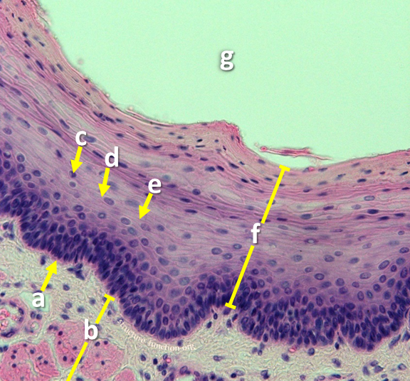 Picture of a tissue sample with arrows pointing to structures found in a tissue composed of layers of flattened cells