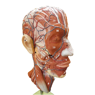 Anterolateral view of an anatomy muscular head model with structures labeled by letters and numbers