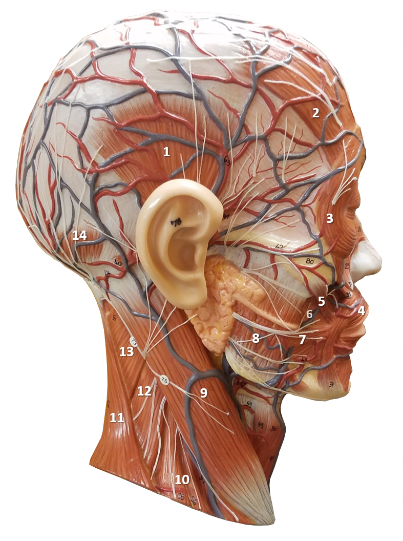 Image of a muscular head model with various muscles labeled by numbers