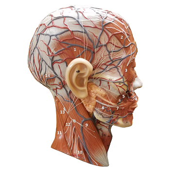 Lateral view of an anatomy muscular head model with structures labeled by letters and numbers