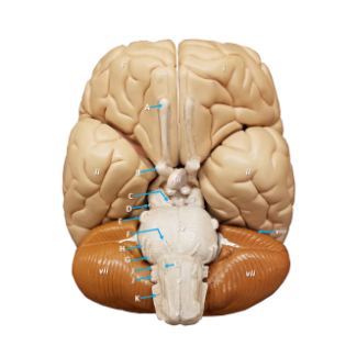 Inferior view of an anatomy brain model with structures labeled by letters and numbers