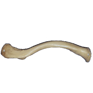 Posterior view of a clavicle bone with structures labeled by letters and numbers