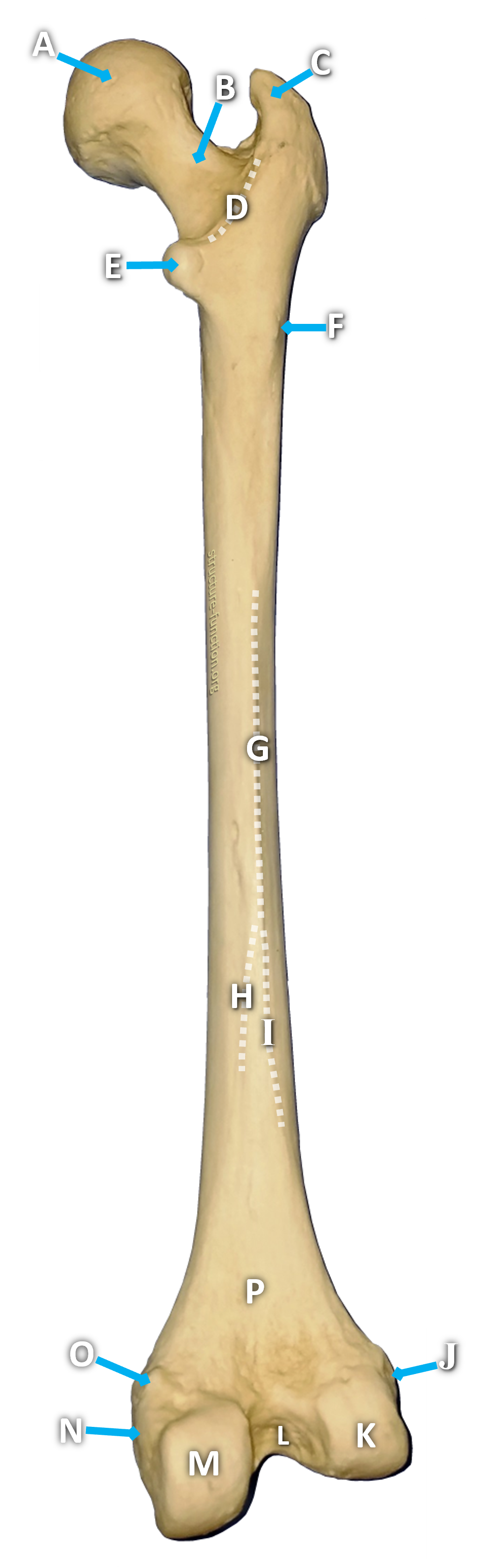 Picture of a long bone with arrows pointing to various features