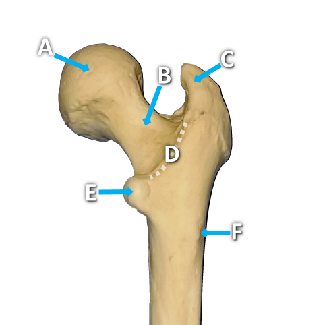 Posterior view of a femur bone with structures labeled by letters