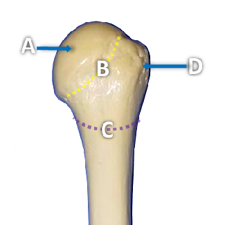 Posterior view of a humerus bone with structures labeled by letters