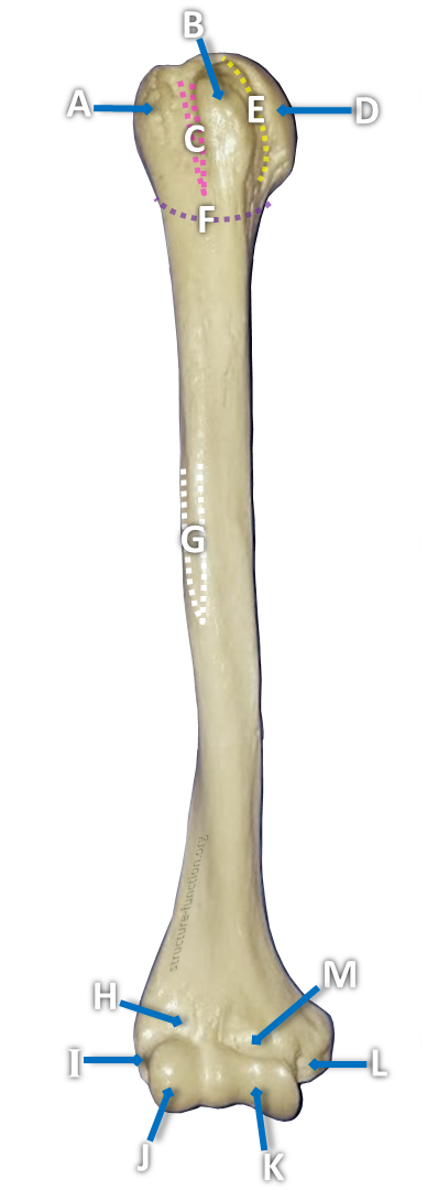 Picture of a long bone with arrows pointing to various features