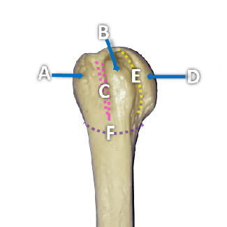 Anterior view of a humerus bone with structures labeled by letters