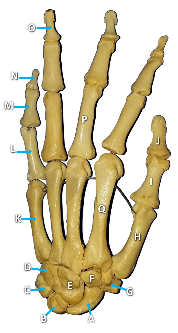 Picture of an articulated hand skeleton with arrows pointing to various features