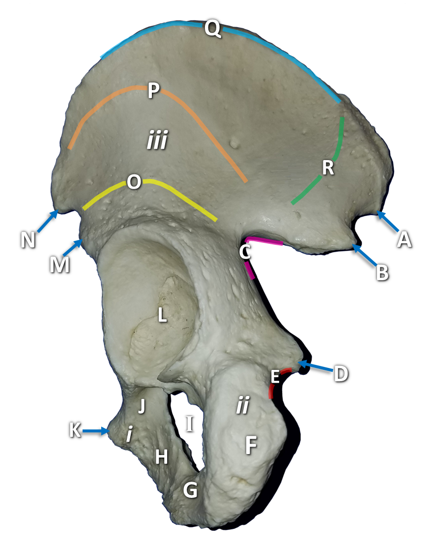 Picture of an irregular-shaped bone with arrows pointing to various features