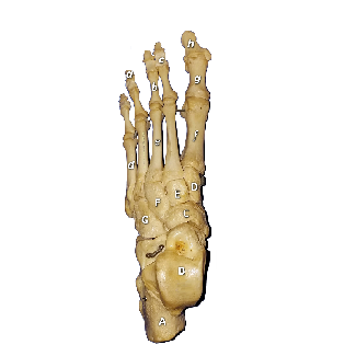 Dorsal view of an pes with bones labeled by letters