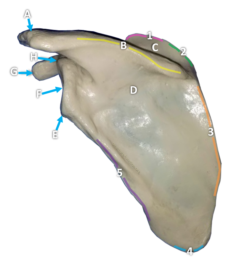 Picture of a broad, flat, triangular-shaped bone with arrows pointing to various features