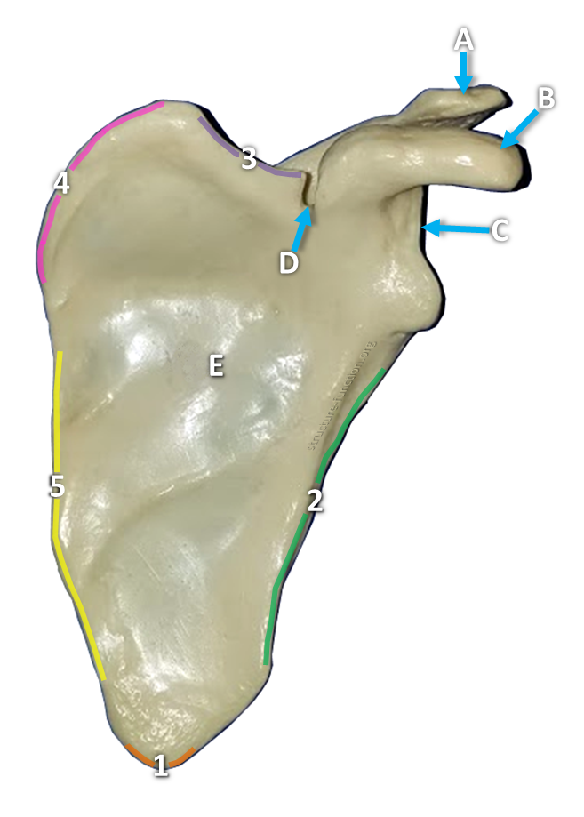 Picture of a broad, flat, triangular-shaped bone with arrows pointing to various features