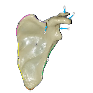 Anterior view of a scapula bone with structures labeled by letters and numbers