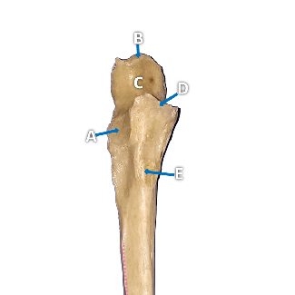 Anterior view of an ulna bone with structures labeled by letters