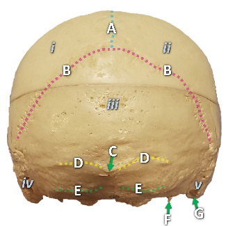 Posterior view of the skull with structures labeled by letters and numbers