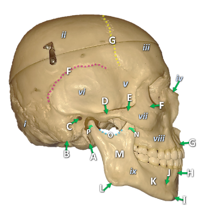 Lateral view of the skull with structures labeled by letters and numbers