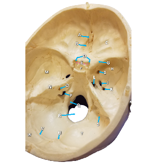 Internal view of the skull with structures labeled by letters and numbers