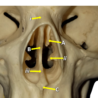 Anterior view of the nasal cavity with structures labeled by letters and numbers